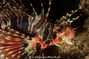 Juvenile lionfish, Byron Bay. Taken with a demo Canon 7D ... by Catherine Marshall 